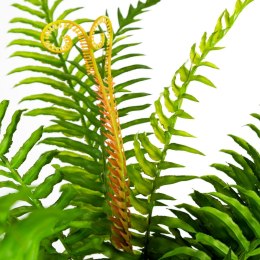 KWIAT NATU 263 DŁ.56 CM DŁ. LIŚĆ 36 CM ZIELONY