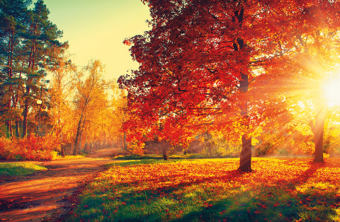 Terminarz Ścienny 2026 Michalczyk i Prokop T-107S-3 kalendarz jednodzielny