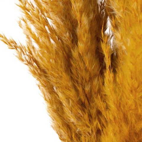 KWIAT NAT DŁ. BUKIETU 73 CM DŁ. KŁOSU 10 CM POMARAŃCZOWY