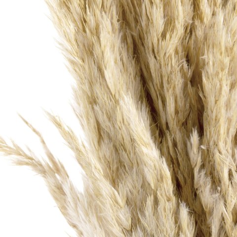 KWIAT NAT DŁ. BUKIETU 75 CM DŁ. KŁOSU 10 CM BEŻOWY